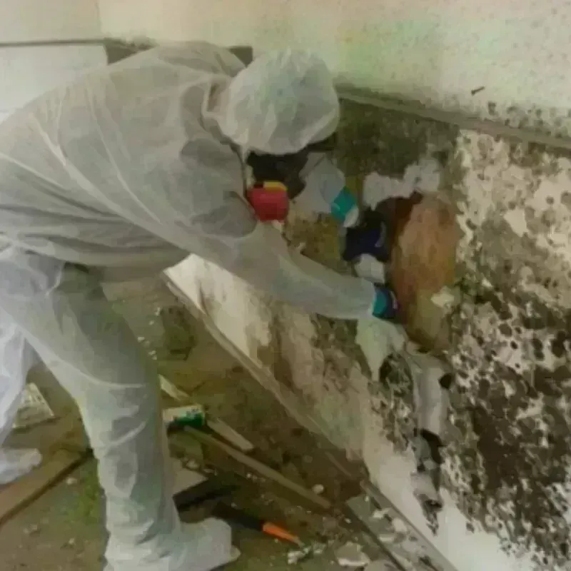 Mold Remediation and Removal in Annetta, TX